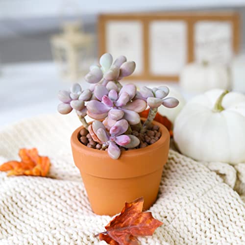 Succulents Box Moonstones Pachyphytum (2 inch) Rare Healthy Live Succulent Succulents Box Moonstones Pachyphytum (2 inch) Rare Healthy Live Succulent