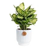 Costa Farms Dieffenbachia, Dumb Cane Live Plant in Decorative Pot, Easy to Maintain Indoor Houseplant, Perfect for Home, Room, or Office Decor, Great House Warming or Birthday Gift, 12-18 Inches Tall