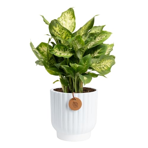 Costa Farms Dieffenbachia, Dumb Cane Live Plant in Decorative Pot, Easy to Maintain Indoor Houseplant, Perfect for Home, Room, or Office Decor, Great House Warming or Birthday Gift, 12-18 Inches Tall
