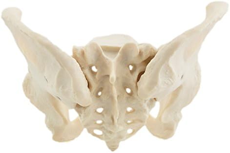 HeineScientific damski model miednicy szkieletowej