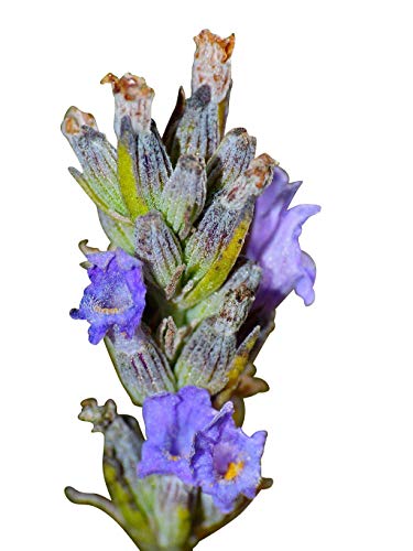 Potseed Lavanda Vera - Lavandula - 200 Semillas