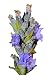 500 TRUE ENGLISH LAVENDER VERA Lavender Augustifolia Vera Herb Flower Seeds