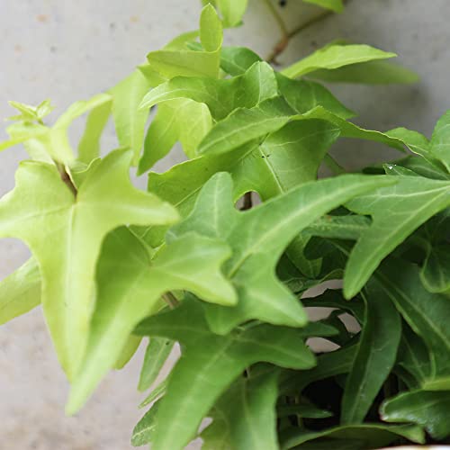 hs`mrd wf(ACr[) CgtBK[ 3 1yiőIׂϗtAzwFHedera helix 'Light Finger'/ERMȃLd^/nFkAtJA[bpAAWAt^CvŃCO[tŁAV͂ɉ