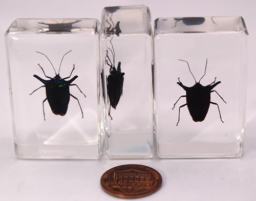 Image of 44mm Real Peruvian Rainbow Metal Horn Bug in Crystal Clear Lucite Resin Specimen Preserved Insect Taxidermy Collection for Biology Science Education & Desk Ornament Display Supplies