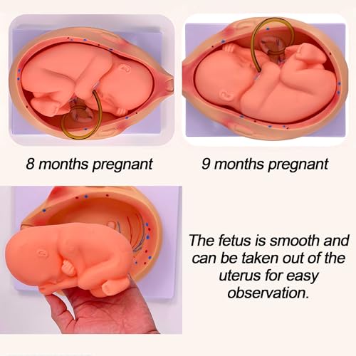 Modèles de grossesse fœtus AMITD pour illustrer l'évolution utérine - 6