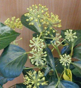 Strauch Efeu Hedera helix Aroborscens 80 cm hoch im 10 Liter Pflanzcontainer