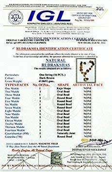 Sarva Sidha Rudraksha Mala 1 Mukhi to 14 Mukhi Rudraksha with Gouri Shanker & Ganesh Rudraksha 1