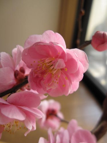 Amazon.co.jp: 八重の 梅盆栽 枝垂れ梅盆栽 しだれ梅の 八重咲の花と