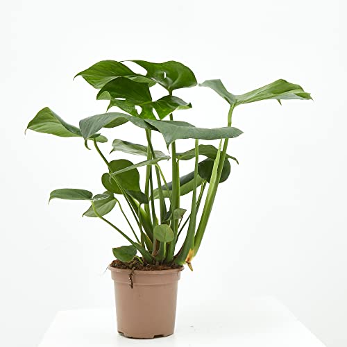 VERDECORA - Planta de Interior Natural - Costilla de Adán o Monstera Deliciosa - Maceta 3 Litros - Altura 50 - 65cm - Planta Natural Viva