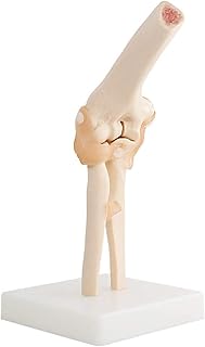 Anatomy Model, Anay Elbow Joint Model - Life Size Skeleton Anatomy Model with Ligament for Medical Anaical Biology Learning Teaching Aid Display for Medical Demonstration