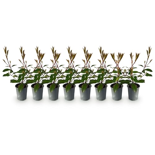 GreenboutiQ - Plantes de haie - Photinia fraseri Red Robin - feuillage rouge vert - 8 plantes - 1 mètre linéaire - persistant - pot 9cm hauteur 30-35cm