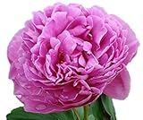Dr Alexander Fleming Peony/Peonies - 3-5 Eyes - Heavy Potted - Perennial - Each 1 Trade Gal by...