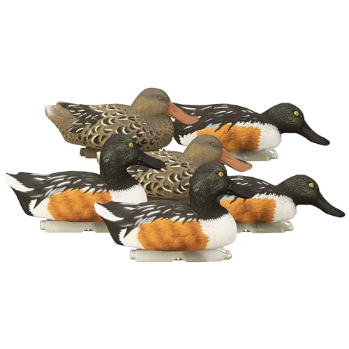 Do shovelers feed in circle