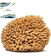 Naroa Natural Sea Sponge for Bathing - Soft