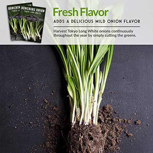 Survival Garden Seeds - Tokyo Long White Onion Seed For Planting - Pack With Instructions To Plant And Grow Asian Green Onions In Your Home Vegetable Garden - Non-Gmo Heirloom Variety #TOP5