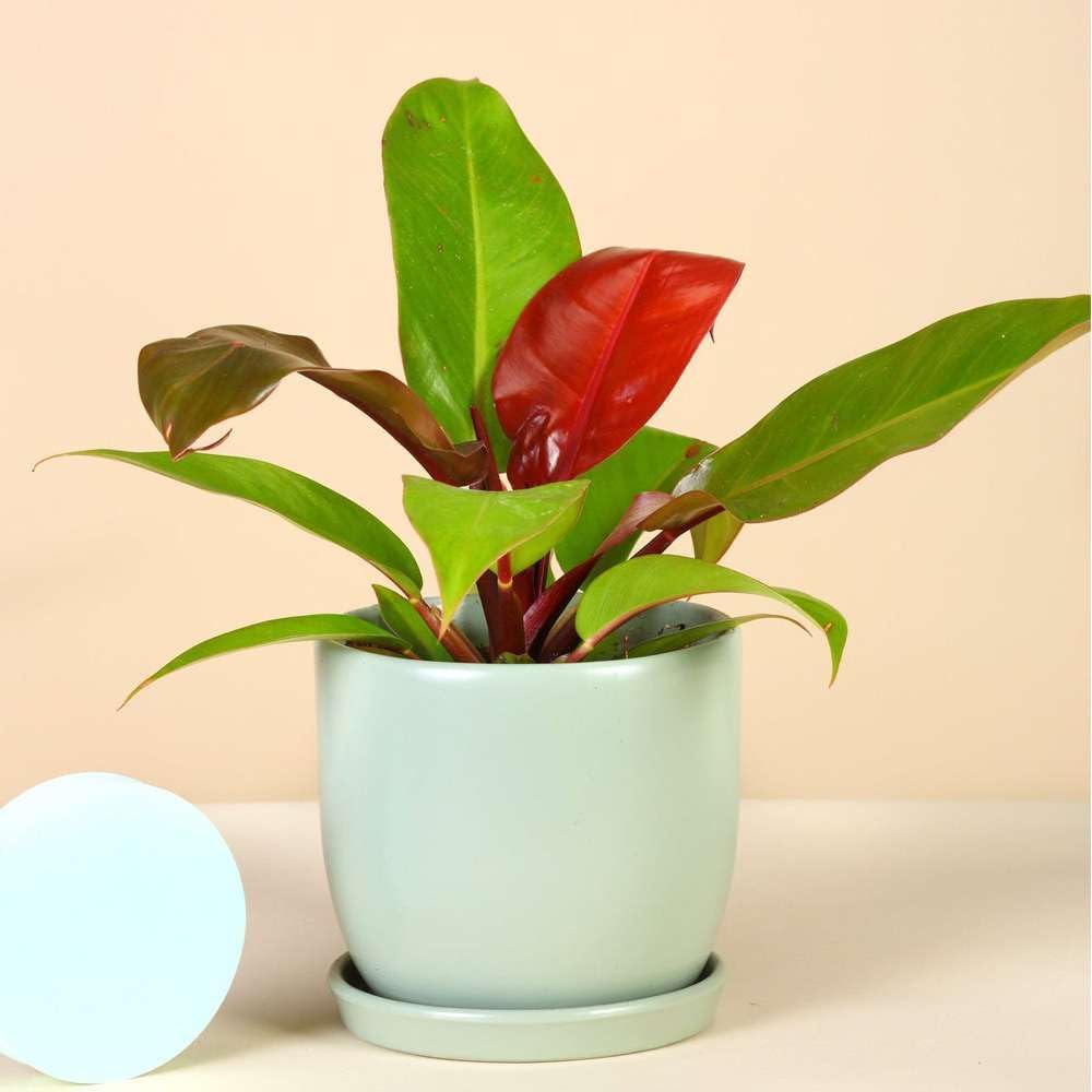 Philodendron Prince of Orange Live Plant for Indoor | Different Houseplants in 4'' & 6'' Pot | Real House Plant for Living Room, Office, Desk & Bathroom