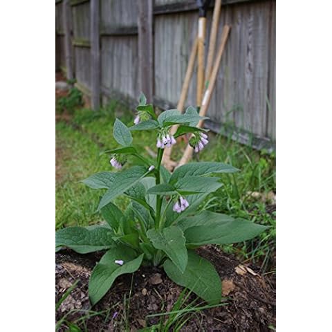 Russian Comfrey Plants - Three Crown Cuttings - Establishes much faster and more reliably than root cuttings - Bocking 14 Variety - Symphytum × uplandicum (3) Cover
