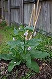 Five Russian Comfrey Root Cuttings - Bocking 14 Cultivar - Comphrey - Knitbone by Yumheart Gardens (5)
