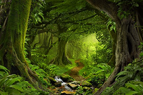 Tropical Jungle Rainforest Footpath Landscape Photo Photograph Rain Forest Stream Water Rocks Lush Foliage Tree Canopy Green Leaves Branches Moss Ferns Hiking Cool Wall Art Print Poster 18x12
