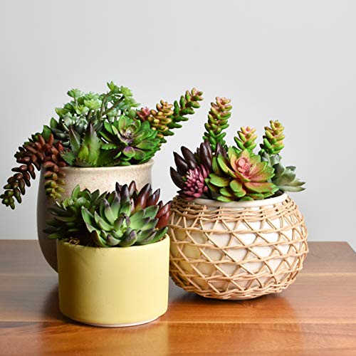 Seeko Artificial Succulents - 15 Pack- Premium Succulent Plants Artificial - Realistic Faux Succulents - Unpotted Textured Fake Succulents Decor For Diy #TOP4