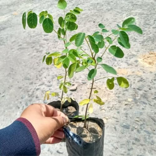Moringa Tree Live Plant, Malunggay Moring Plant in 4" Pot, 7-10" Well-Rooted, Drumstick Horseradish Trees Live Plants for Planting - Thumbnail 5