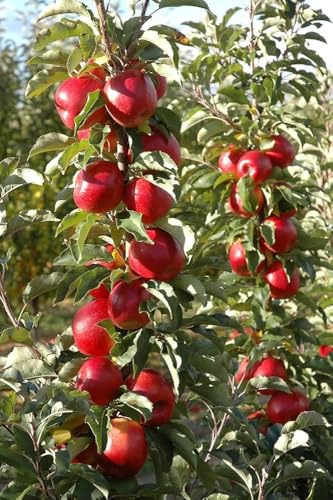Image of Original Variety HRMN-99 Apple Plant Hybrid Grafted Live Plant For Hot Climate /Hot Weather-From Shimla-Himachal Pradesh All India Weather for Your Garden | Pack of 1 Plant.