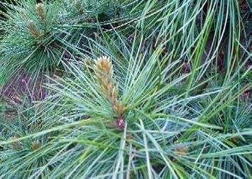 Dwarf Korean Pine 2 - Year Graft