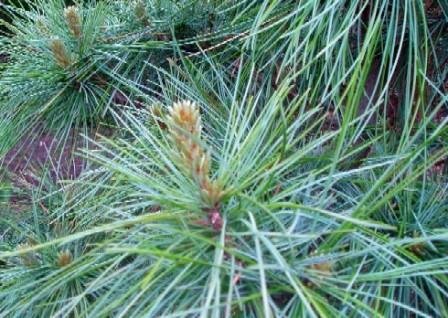 Dwarf Korean Pine 2 grafted image