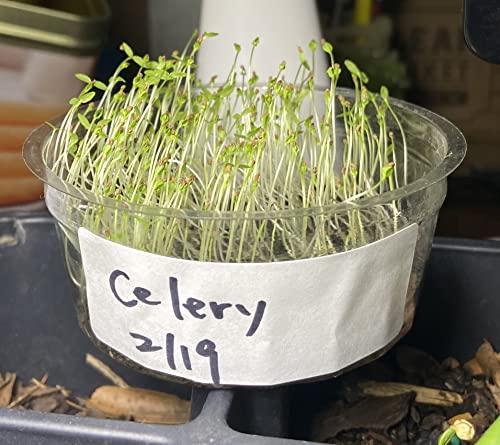 Hipgirl Chinese Celery Seeds For Planting-Light Green.non Gmo Garden Seeds For Microgreen.vegetable Seeds For Planting Home Garden-Chinese Cutting Celery Heirloom Seeds香芹,3G.3000 Celery Plant Seed #TOP4