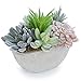 MyGift 7-Inch Tabletop Assorted Artificial Succulent Plants in Decorative Oval Textured Pulp Pot