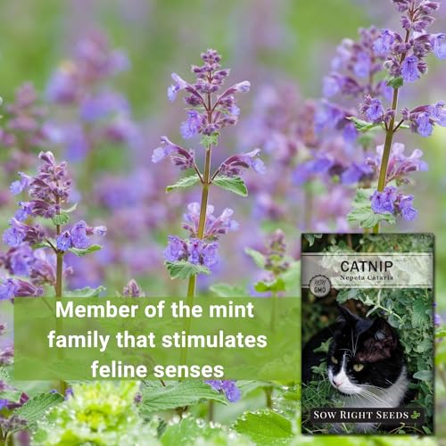 Sow Right Seeds - Catnip Seed for Planting - Popular Herb for Happy Cats - Non-GMO Heirloom Packet with Instructions to Plant and Grow - A Gift for The Cat Lover - Perennial Herb Indoors (1) - Image 3