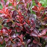 Vivai Decandia Giovanni