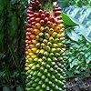 Generic Fresh 50 pcs Banana Fruits zaden voor opplant Donkerrood