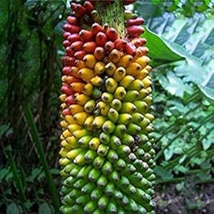 Generic Fresh 50 pcs Banana Fruits zaden voor opplant Donkerrood