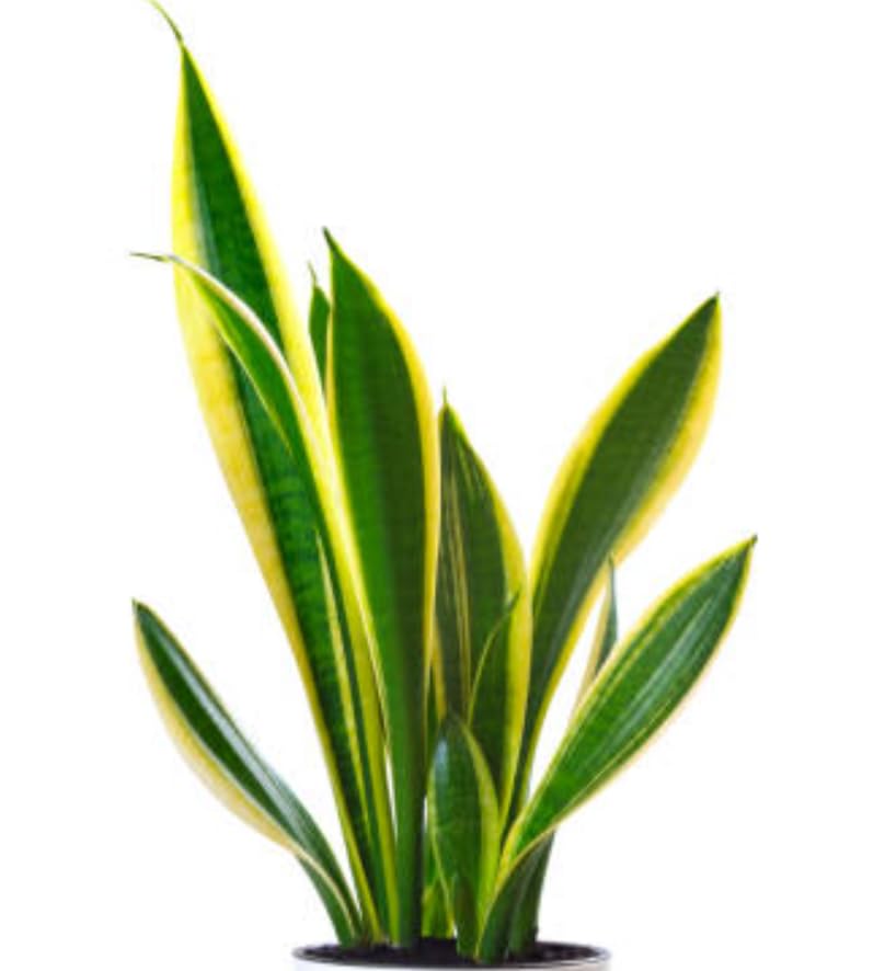 Aadityaas Big Size Snake Plant Mother-In-Laws tongue Home Office Decoration Good luck Decorative Burnt Clay Terracotta Earthen Pot, Pack of 1. (B0CQHR6FH2) Amazon Price History, Amazon Price Tracker