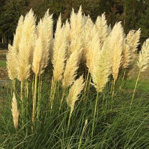 Pampas Grass 'Pumila' for Dried Flowers Cover