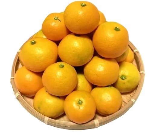 はし長 厳選みかん定期便5kg 3回(10月、11月、12月)[先行予約]固定月にお届け予定