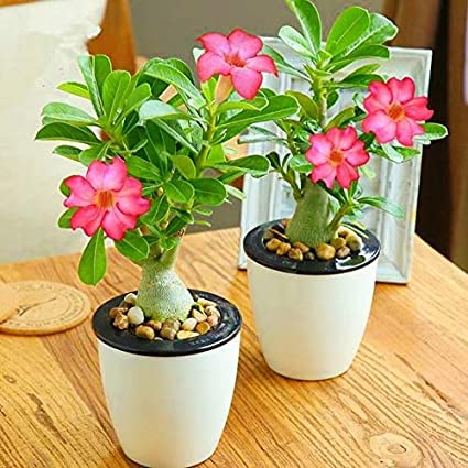 Mphmi Plant Adenium Plant Desert Rose (Grown through seeds, Any Color) - Plant Adenium plant Desert Rose (B08ZKF3QJP) Amazon Price History, Amazon Price Tracker