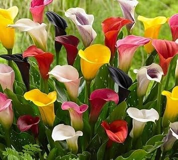100pcs Mixed Calla Lily Flower Seeds