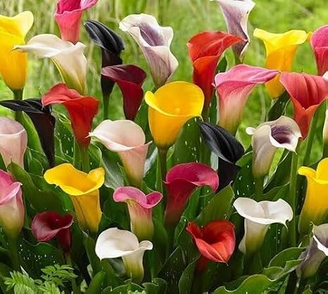 100pcs Mixed Calla Lily Flower Seeds