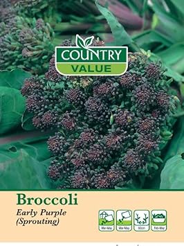 Country Value BROCCOLI Early Purple Sprouting Seeds