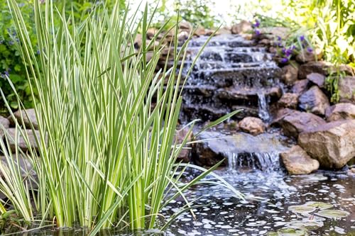 Image of Lincsplants - Acorus Calamus variegatus-3 / 7cm Bareroot | Marginal pond plant · Variegated sweet flag · Plant 7-15cm deep · White blooms Jun-Jul · Height 50-100cm · UK grown