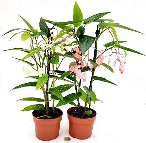 POWERS TO FLOWERS - BEGONIA TAMAYA A FIORE BIANCO e ROSA, CORALLINA, TAMAIA, 2 PIANTE, piante vere