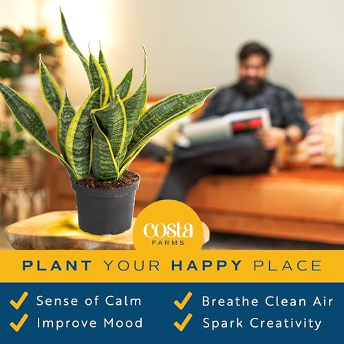 Costa Farms Sansevieria Grower\'s Choice Snake Live Indoor Plant, 12-Inches Tall, Grower Pot - Thumbnail 5