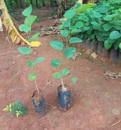 Indian Red Sandle Wood Live Plant 2ft Height Healthy Lal Chandan Live Saplings Pack of 1 (B0CVNH88MT) Amazon Price History, Amazon Price Tracker