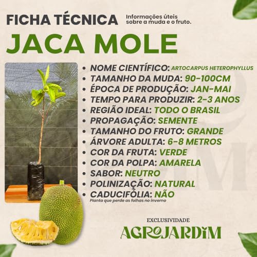 Muda Frutífera de Jaca Mole