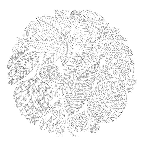 Millie Marotta's Woodland Wild: a colouring book adventure: 24