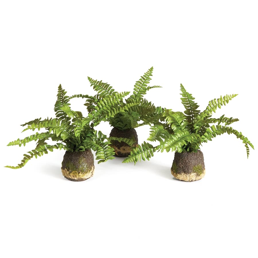 NAPA Home & Garden Boston Fern Drop-INS, Set of 3