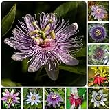 300 piezas Semillas de flor de la pasión - Semillas de flores de verano Semillas de pasto de Regalo de invitados Semillas de flores Regalos inusuales Flores de balcón Maceta Flores