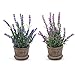 Louis Garden Set Of 2 Artificial Mini Potted Plants Home Decoration (Lavender)